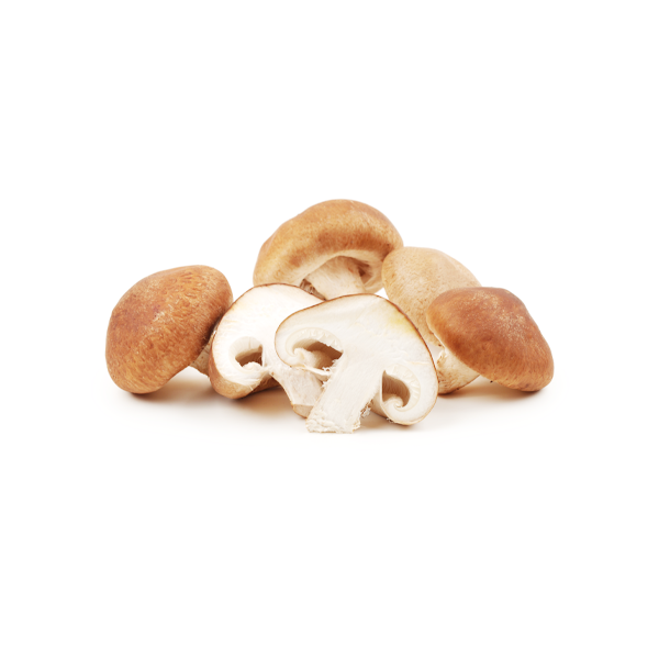 Funghi Champignon