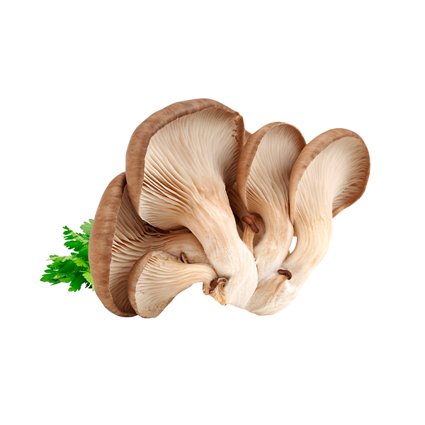 Funghi Plerotius Treviso